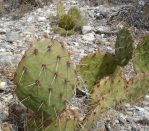 Opuntia dulcis, Mt. Charleston, NV