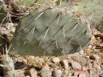 Opuntia dulcis, Rio Grande Botanic Garden, Albuquerque, NM