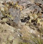 Opuntia dulcis, Sandia Mts, NM