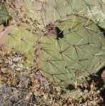 Opuntia dulcis, Mt. Charleston, NV