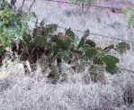 Opuntia dulcis, Tremontina, NM