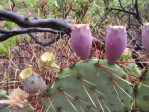 Opuntia dulcis, SEINet