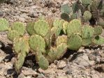 Opuntia dulcis, Alamogordo, NM