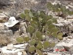 Opuntia dulcis, Artesia, NM