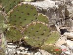 Opuntia dulcis, Artesia, NM