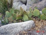 Opuntia dulcis, mountains above Albuquerque, NM