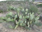 Opuntia dulcis, Del Rio TX