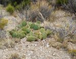 Opuntia dulcis, Mt Charleston, NV