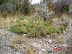 Opuntia dulcis, Mt Charleston, NV