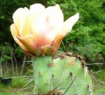 Opuntia dulcis, garden plant