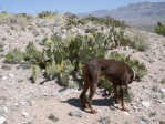 Opuntia dulcis, northern Arizona, Nancy Hussey