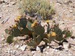 Opuntia dulcis, garden plant, Nancy Hussey