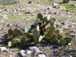 Opuntia dulcis, Pearce Ferry, AZ, Nancy Hussey