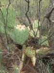 O. dulcis (O. expansa), Newkirk, NM