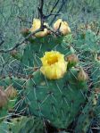 O. dulcis (O. expansa), Newkirk, NM