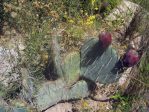 Opuntia dulcis, Sandia Mts, NM