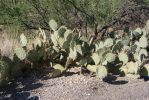 Opuntia dulcis, Tuscon area