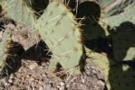 Opuntia dulcis, Tuscon area