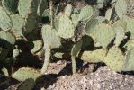 Opuntia dulcis, Tuscon area