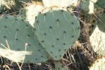 Opuntia dulcis, Tuscon area