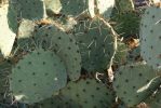 Opuntia dulcis, Tuscon area