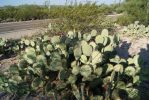 Opuntia dulcis, Tuscon area