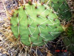 Opuntia engelmannii