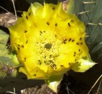 Opuntia engelmannii