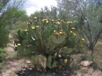 Opuntia engelmannii, Tucson