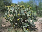 Opuntia engelmannii, Tucson, AZ