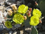 Opuntia engelmannii Gregoriana form