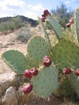 Opuntia engelmannii, Hualapai Mts, AZ