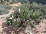 Opuntia engelmannii, Hualapai Mts, AZ