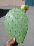 Opuntia engelmannii, new cladode, Rockville, UT