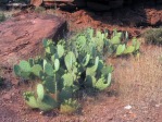 Opuntia engelmannii, Rockville, UT