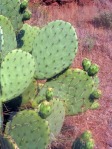 Opuntia engelmannii, Rockville, UT