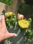 Opuntia engelmannii, Sandia Mts