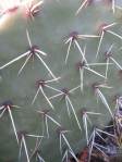 Opuntia engelmannii, Tierra Grande, NM