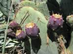 Opuntia engelmannii fruit, Sandia Mts