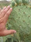 Opuntia engelmannii produmbent form, Hackberry, AZ