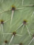 Opuntia engelmannii produmbent form, Hackberry, AZ