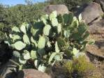 Opuntia engelmannii produmbent form, Cactus Pass, AZ