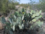 Opuntia engelmannii, Superior, AZ