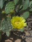 Opuntia engelmannii, Catalina Rd., Tucson