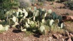 Opuntia engelmannii, southern UT