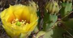 Opuntia engelmannii flower