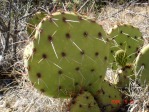 Opuntia engelmannii, West TX