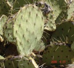 Opuntia engelmannii