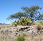 Opuntia engelmannii, central AZ