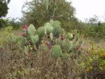 Opuntia engelmannii, north TX, Dave Van Langen